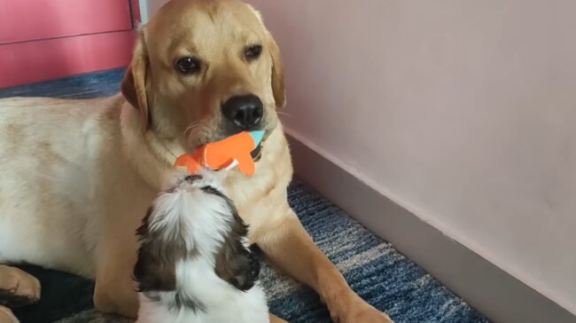 ラブラドールレトリーバー,動画