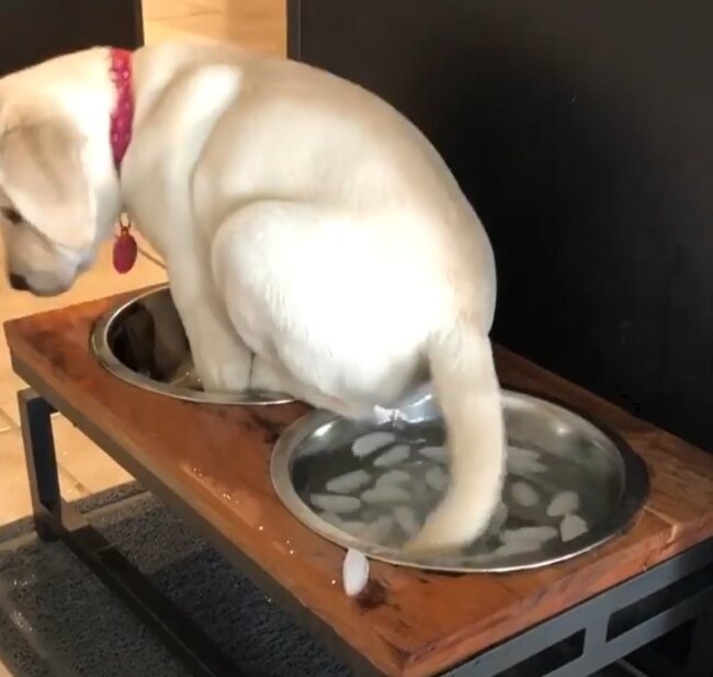 ラブラドールレトリーバー,動画