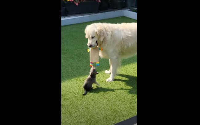 ゴールデンレトリーバー,動画