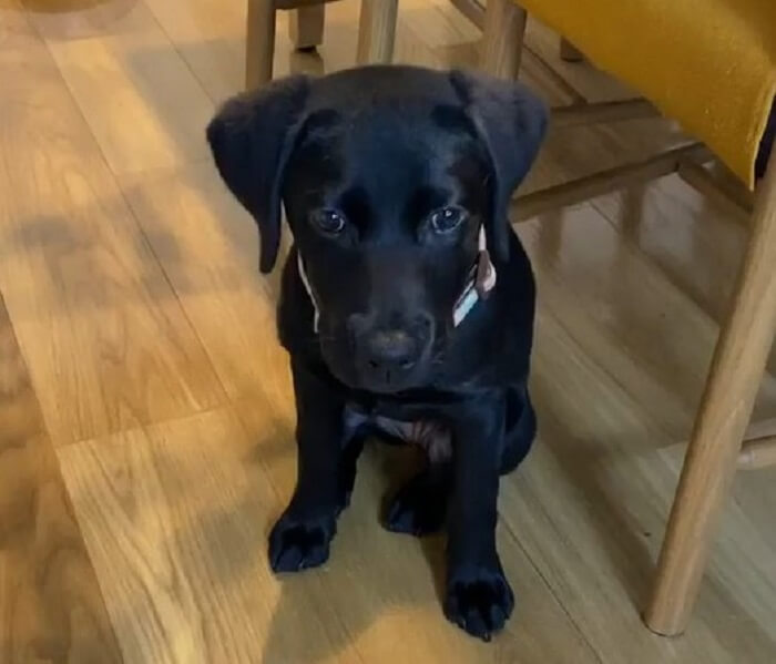 ラブラドールレトリーバー,動画