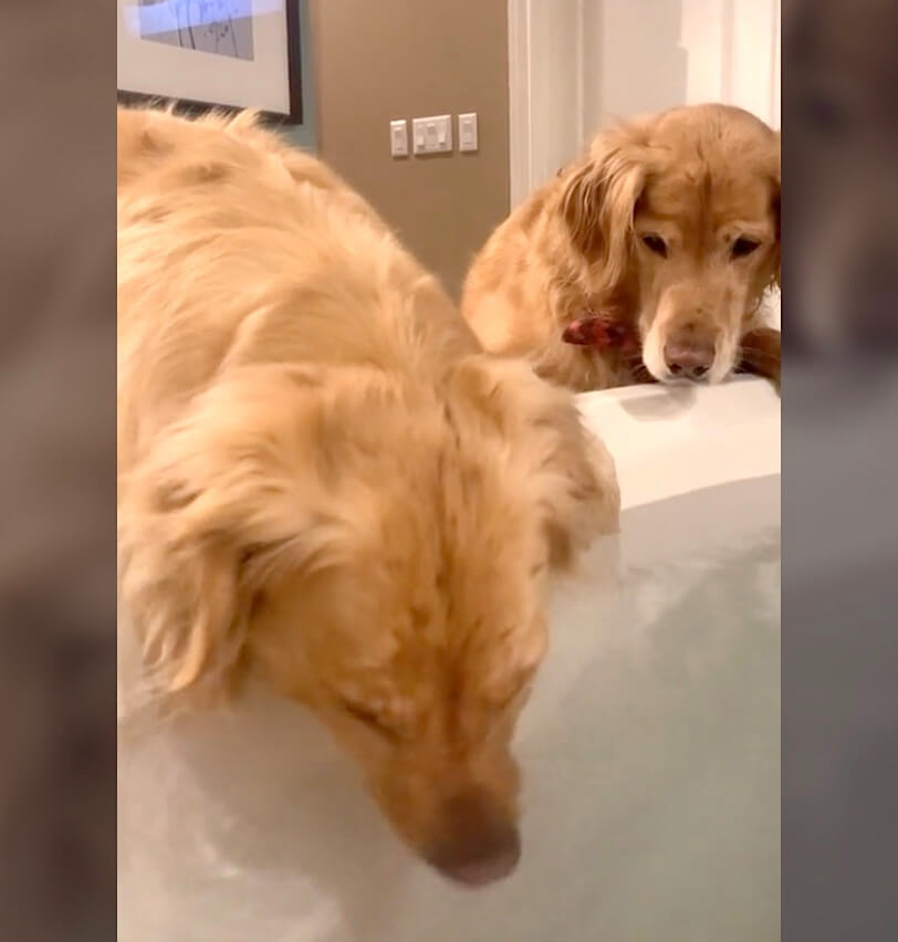 ゴールデンレトリーバー,動画