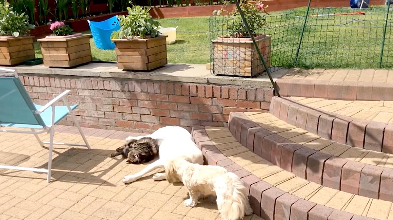 ラブラドールレトリーバー,動画