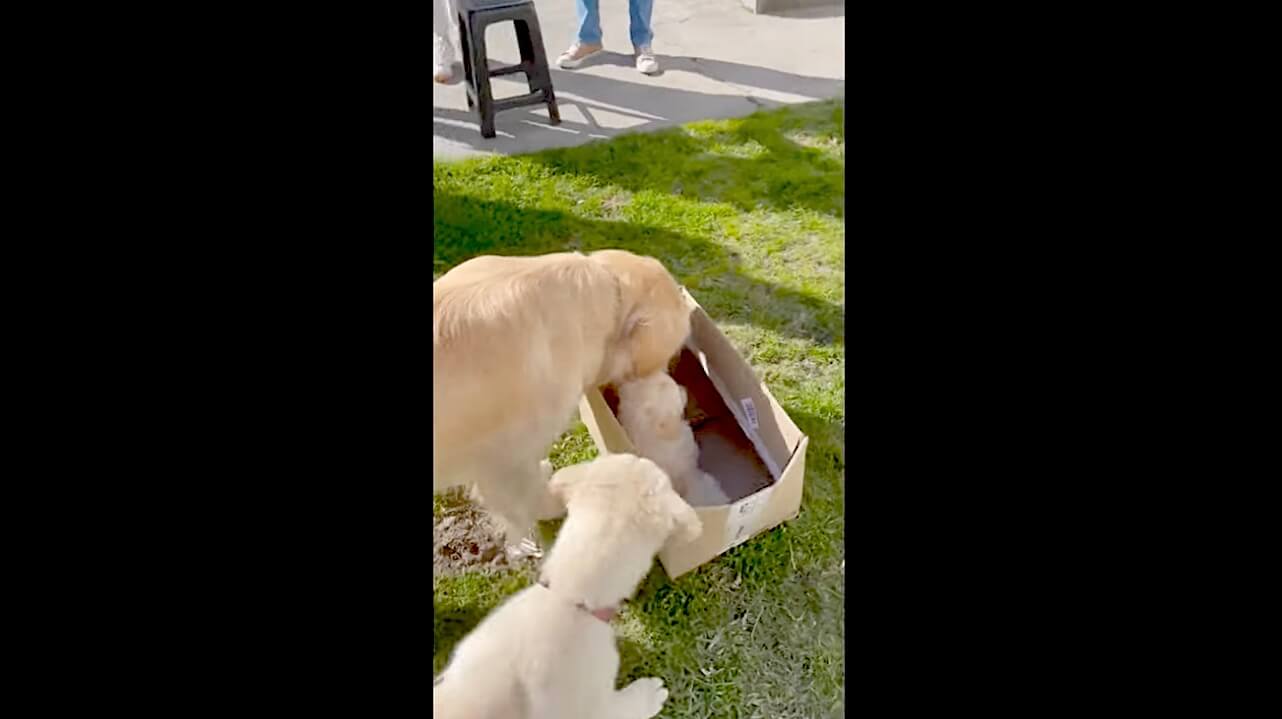 ゴールデンレトリーバー,動画