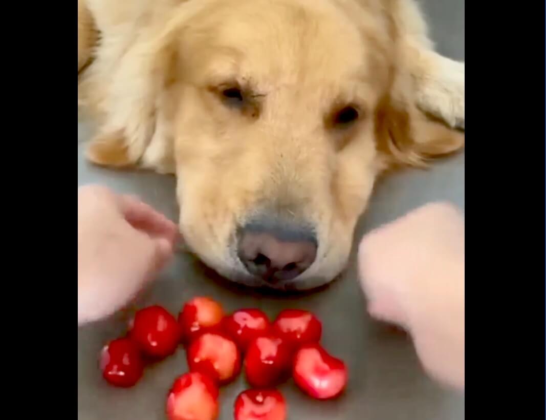 ゴールデンレトリーバー,動画