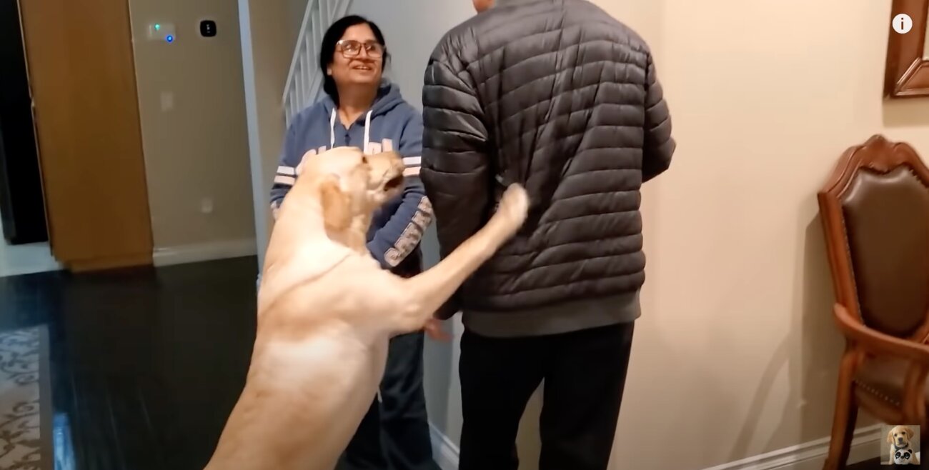 ラブラドールレトリーバー,動画