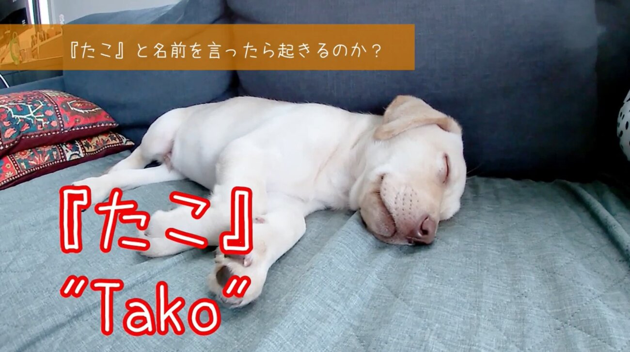 ラブラドールレトリーバー,動画