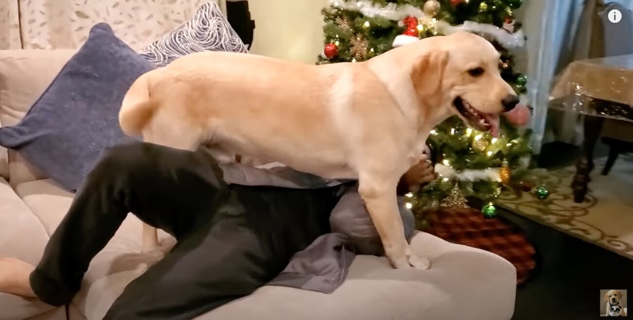 ラブラドールレトリーバー,動画