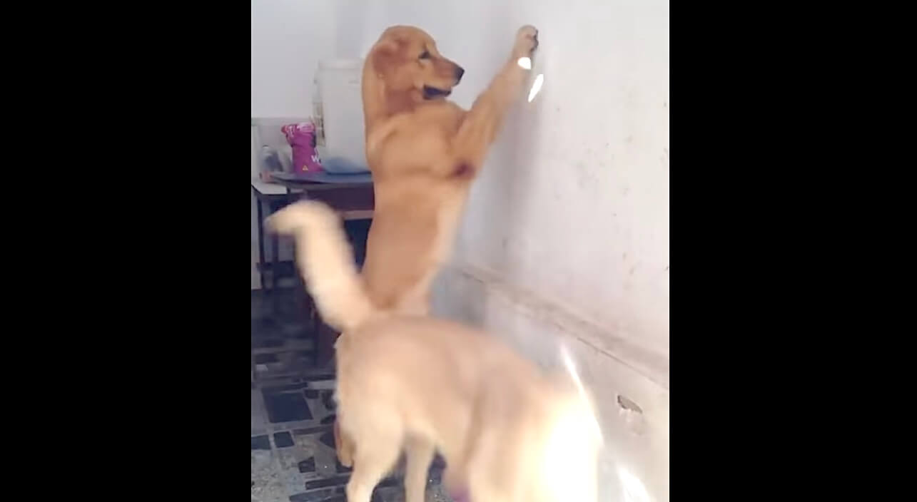 ラブラドールレトリーバー,動画