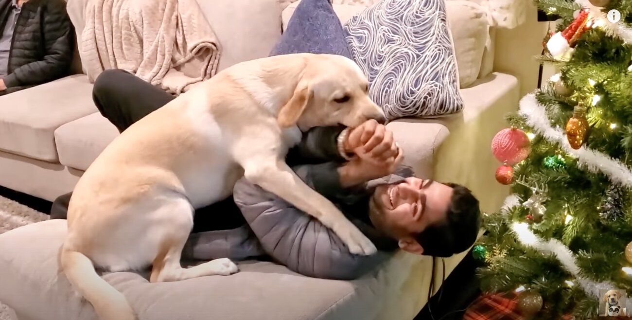 ラブラドールレトリーバー,動画