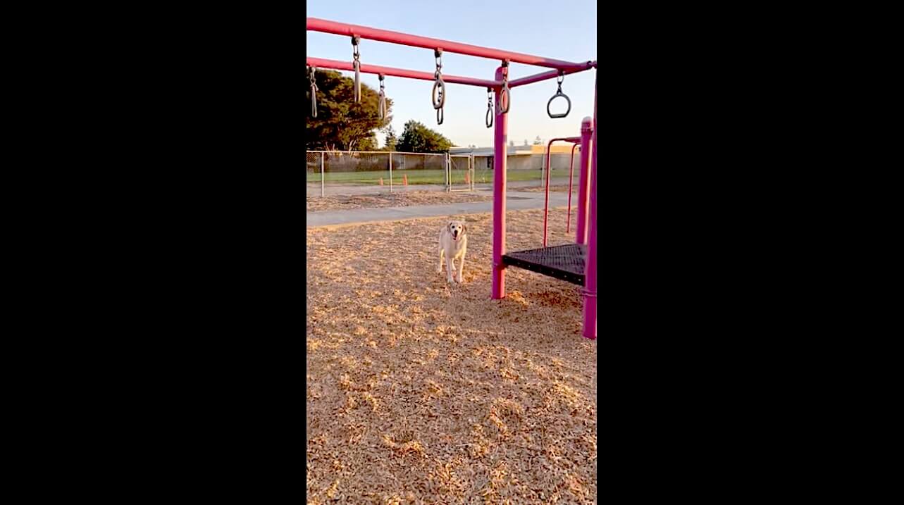 ラブラドールレトリーバー,動画