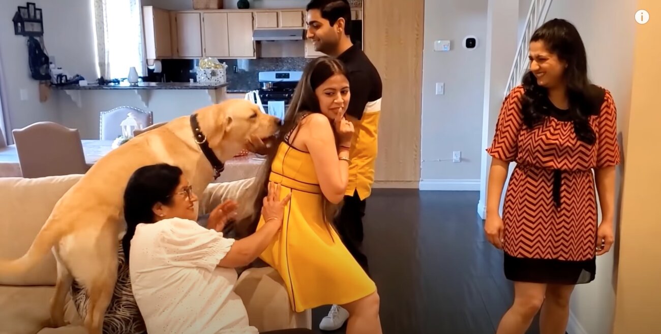 ラブラドールレトリーバー,動画