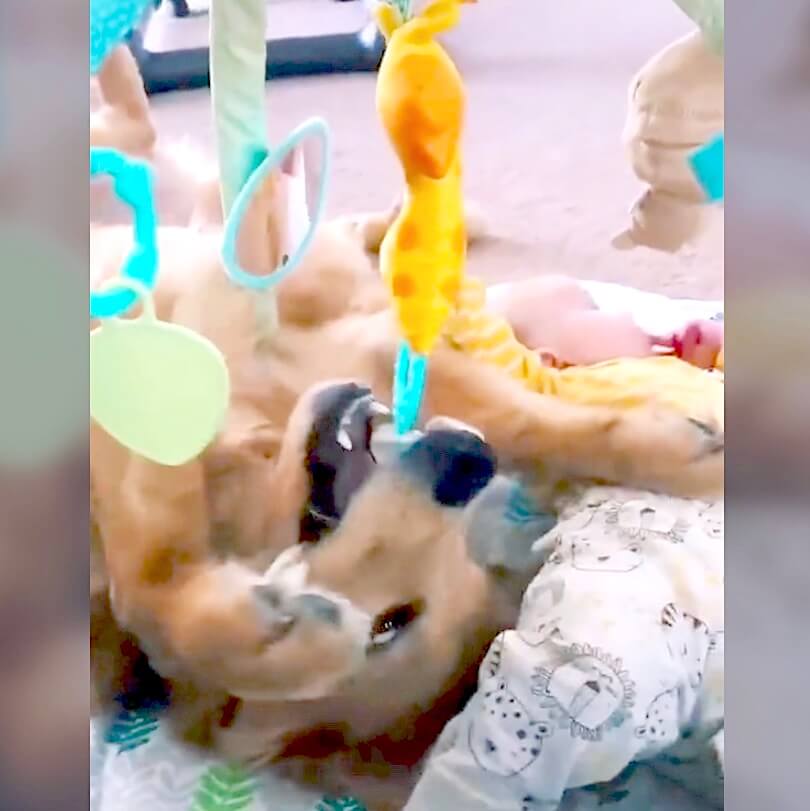 ゴールデンレトリーバー,動画