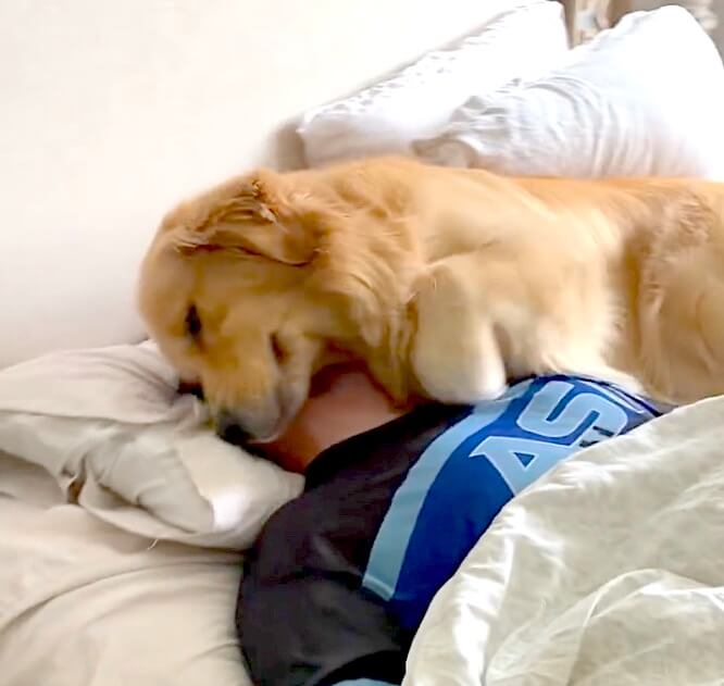 ゴールデンレトリーバー,動画