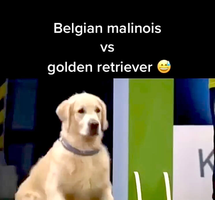 ゴールデンレトリーバー,動画