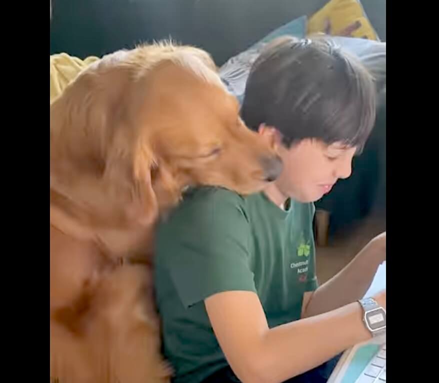 ゴールデンレトリーバー,動画