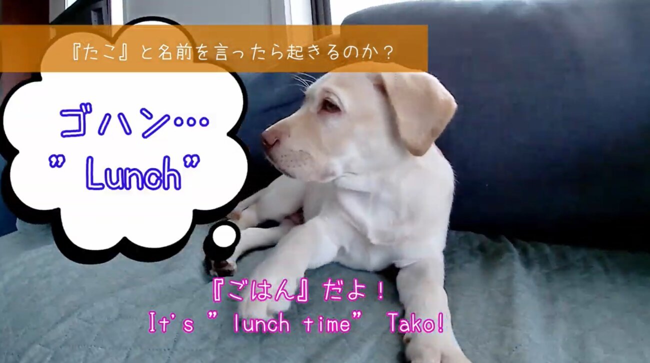 ラブラドールレトリーバー,動画