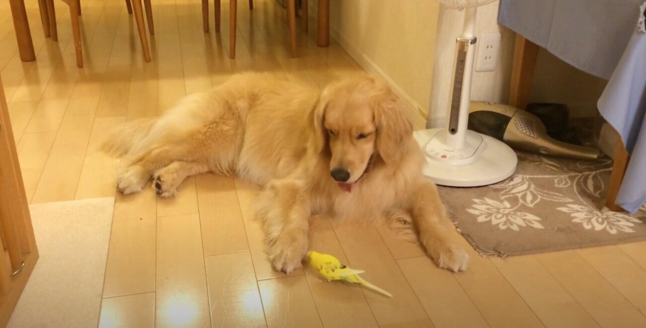 ゴールデンレトリーバー,動画