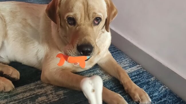 ラブラドールレトリーバー,動画