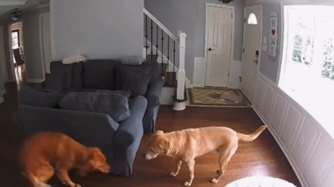 ゴールデンレトリーバー,動画