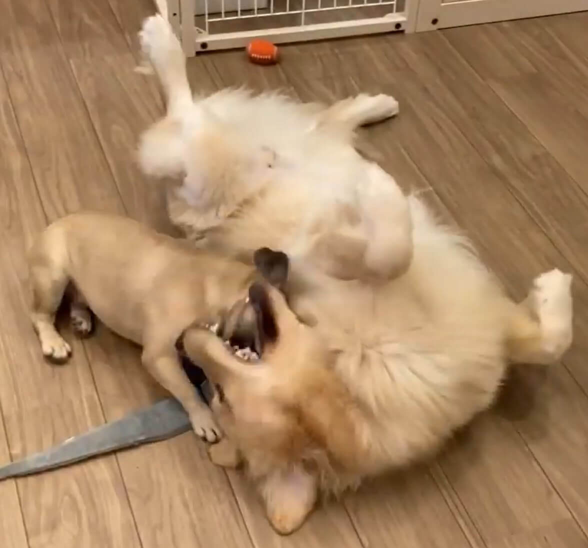 ゴールデンレトリーバー,動画