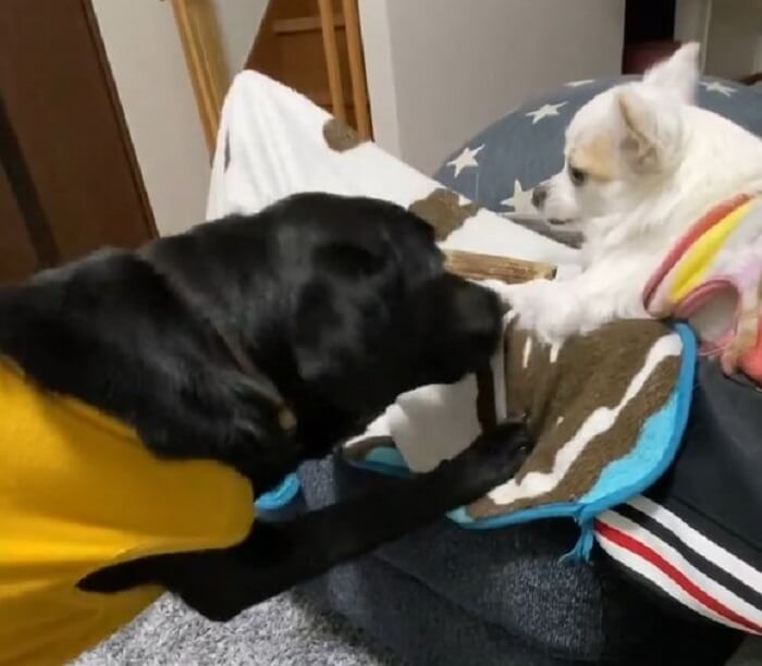 ラブラドールレトリーバー,動画