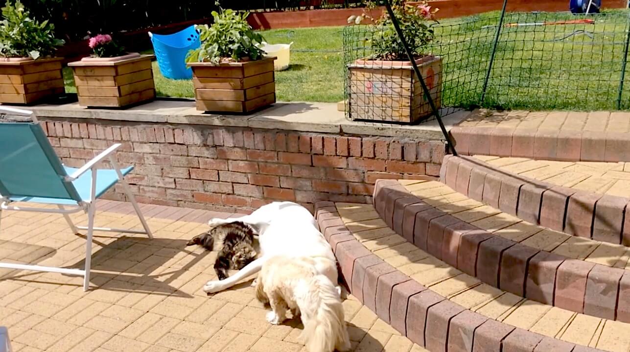 ラブラドールレトリーバー,動画