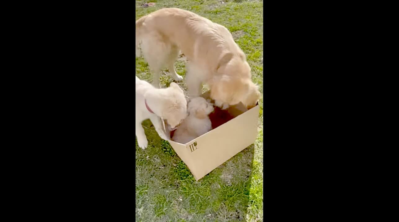 ゴールデンレトリーバー,動画