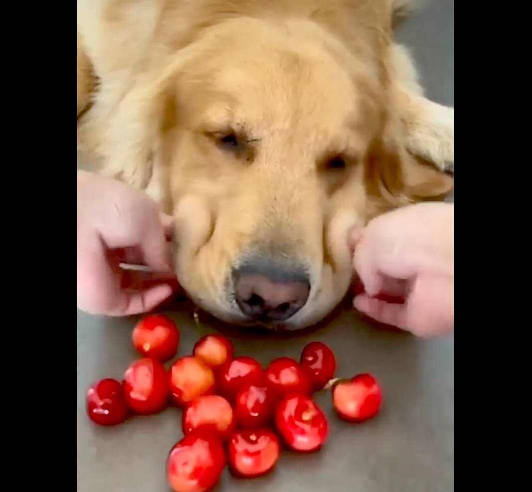 ゴールデンレトリーバー,動画