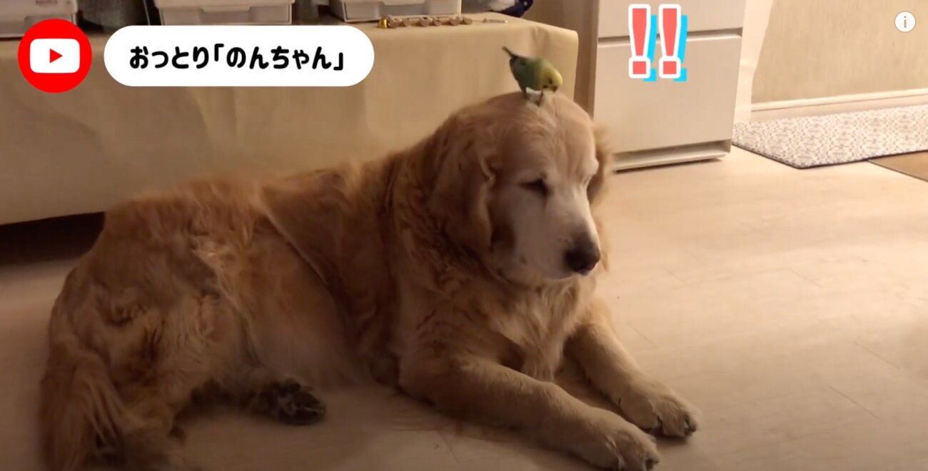 ゴールデンレトリーバー,動画