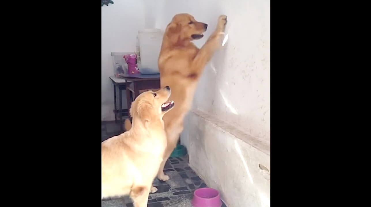 ラブラドールレトリーバー,動画