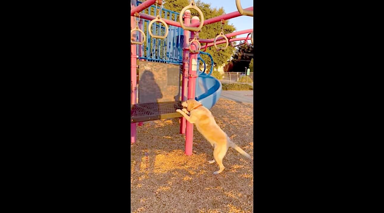 ラブラドールレトリーバー,動画