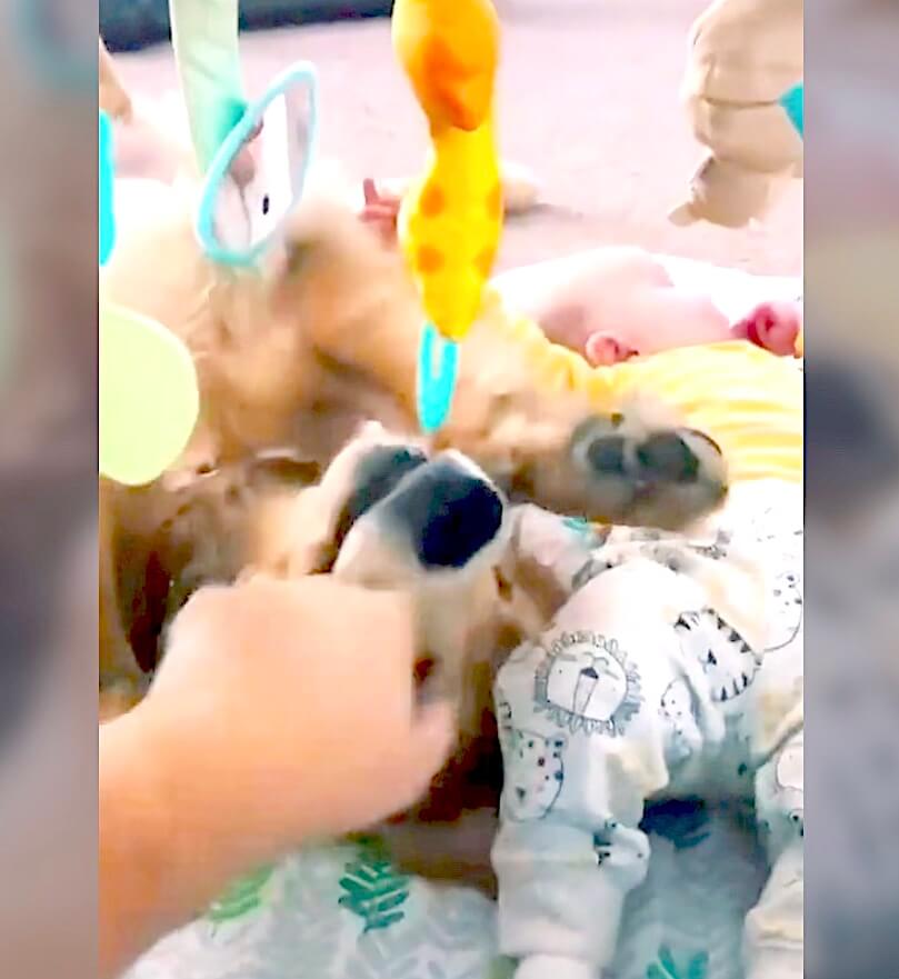 ゴールデンレトリーバー,動画