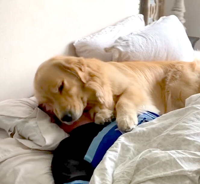 ゴールデンレトリーバー,動画