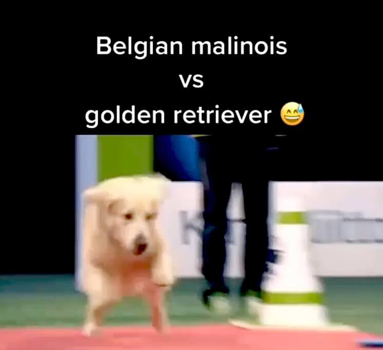 ゴールデンレトリーバー,動画