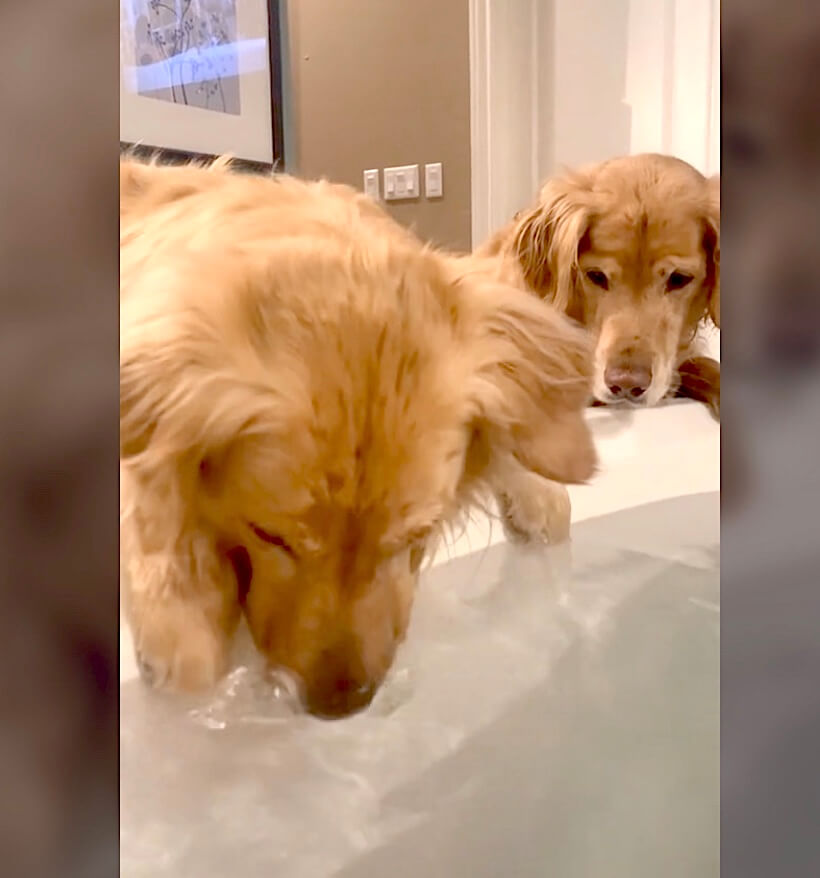 ゴールデンレトリーバー,動画