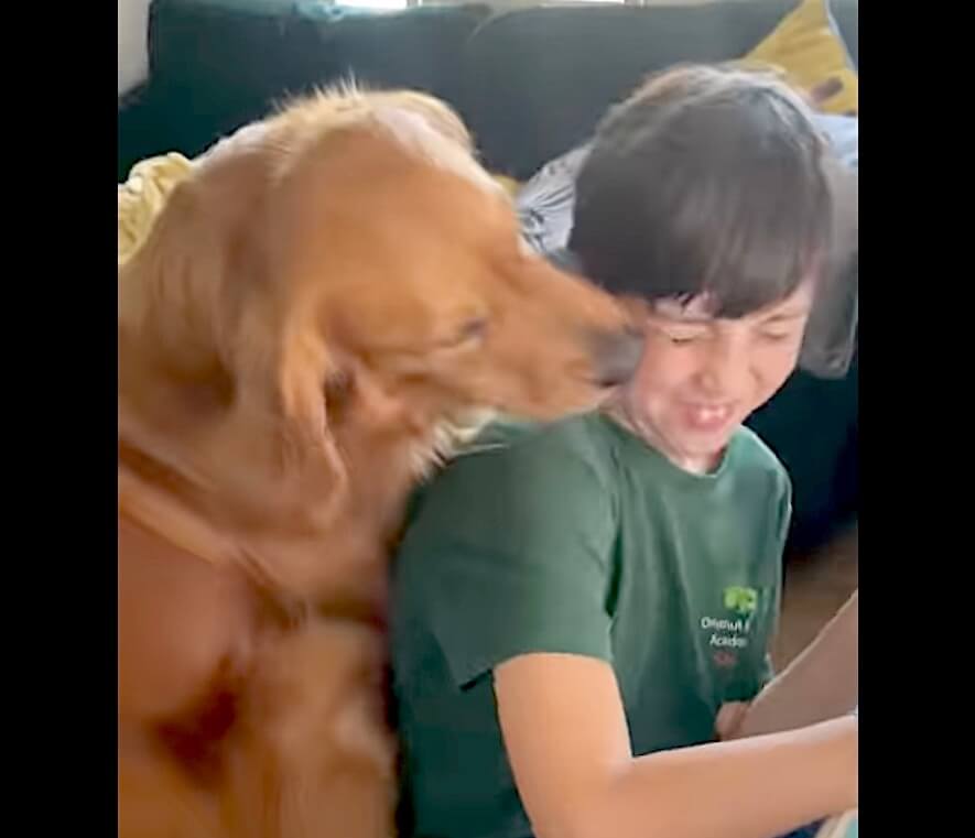 ゴールデンレトリーバー,動画