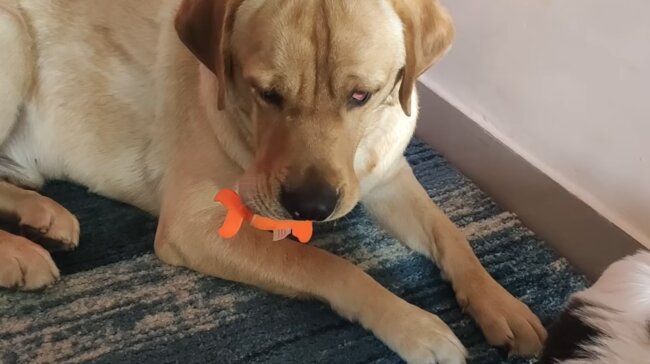 ラブラドールレトリーバー,動画