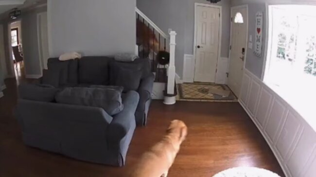 ゴールデンレトリーバー,動画