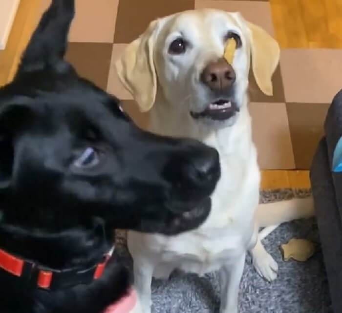 ラブラドールレトリーバー,動画