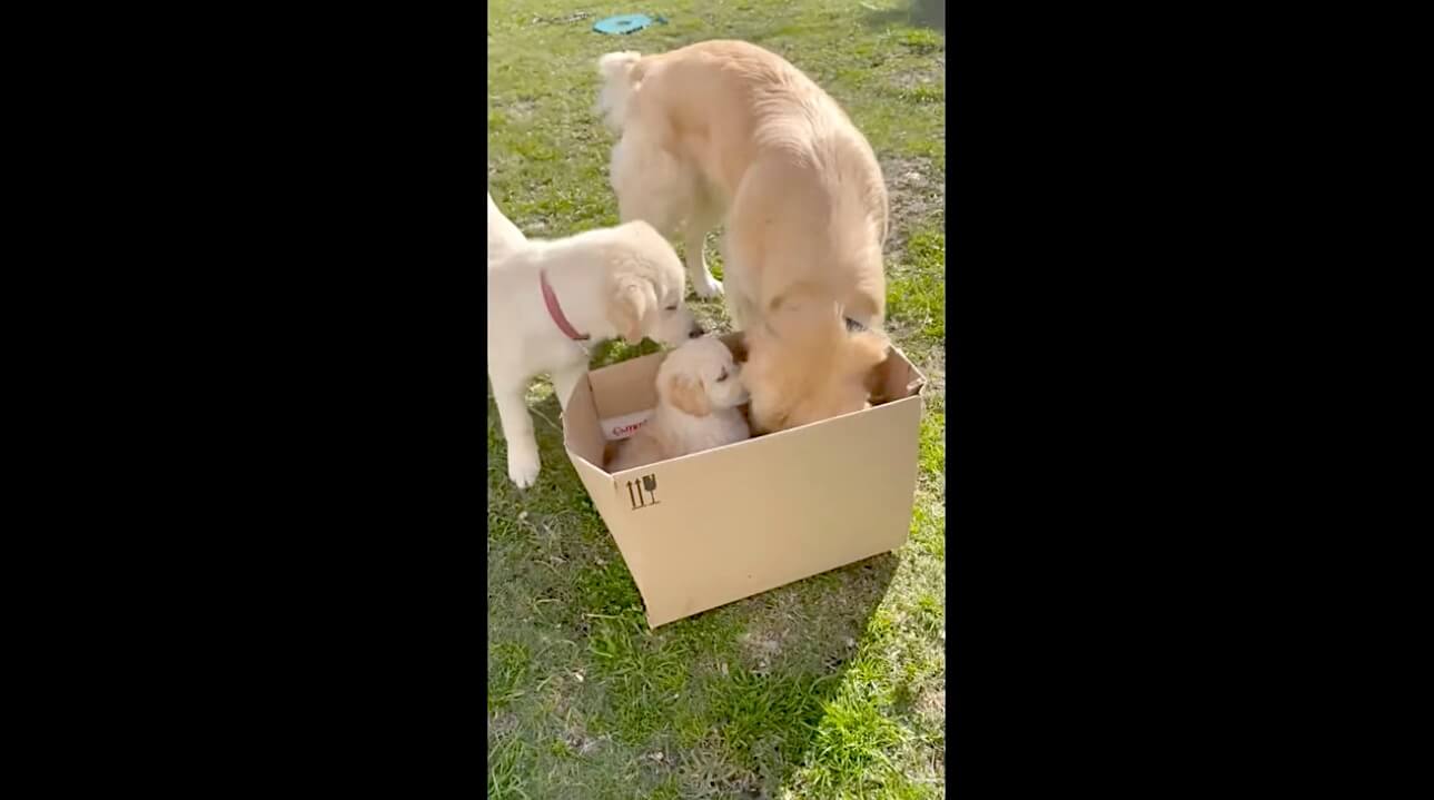 ゴールデンレトリーバー,動画