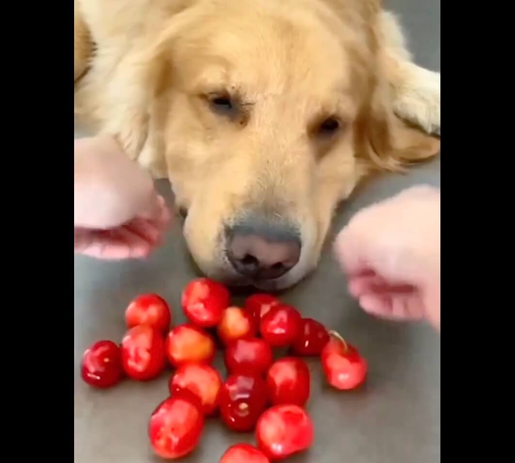 ゴールデンレトリーバー,動画