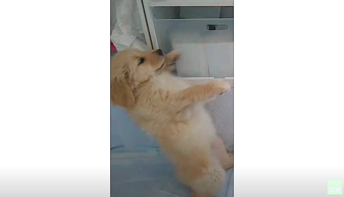 ゴールデンレトリーバー,動画