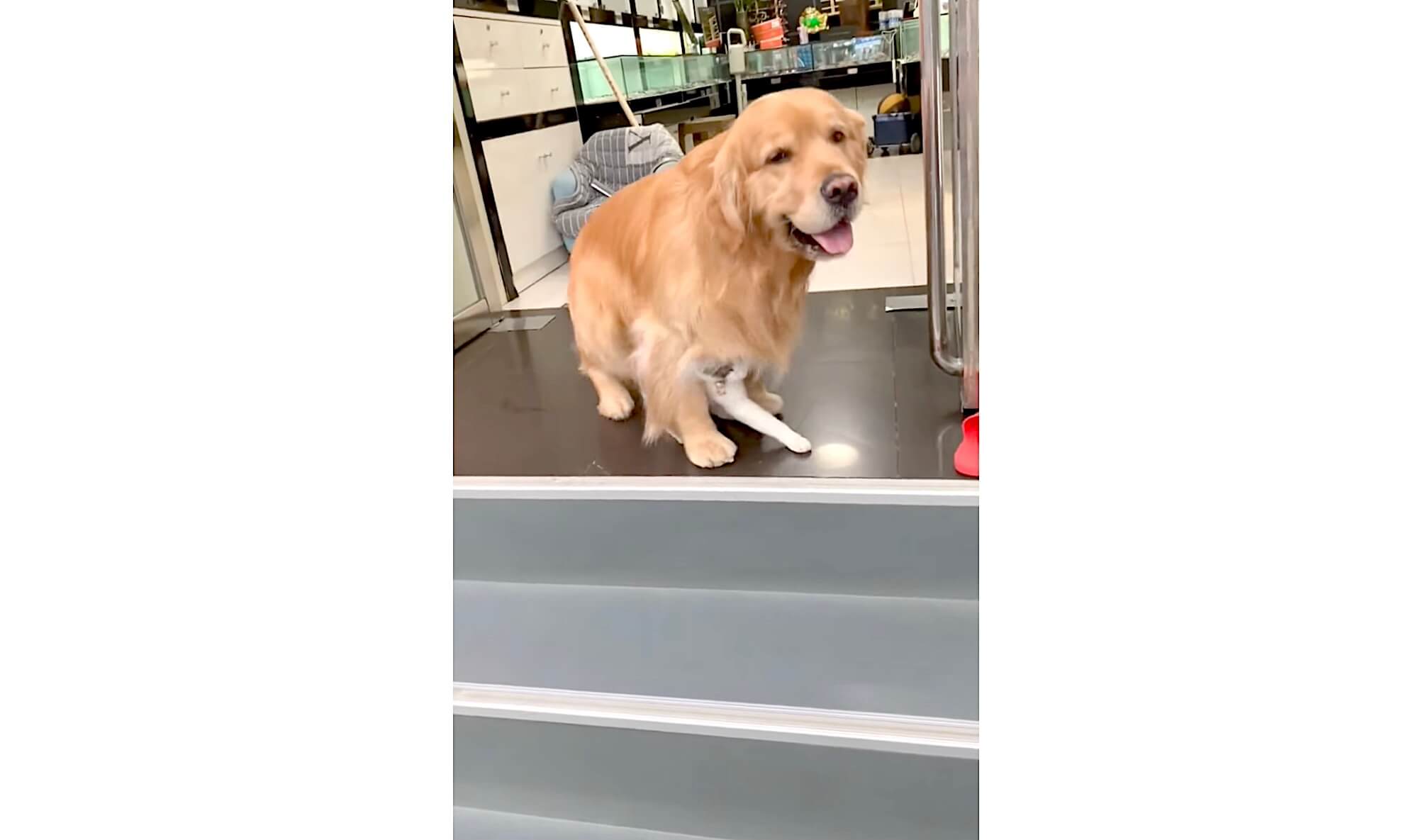 ゴールデンレトリーバー,動画