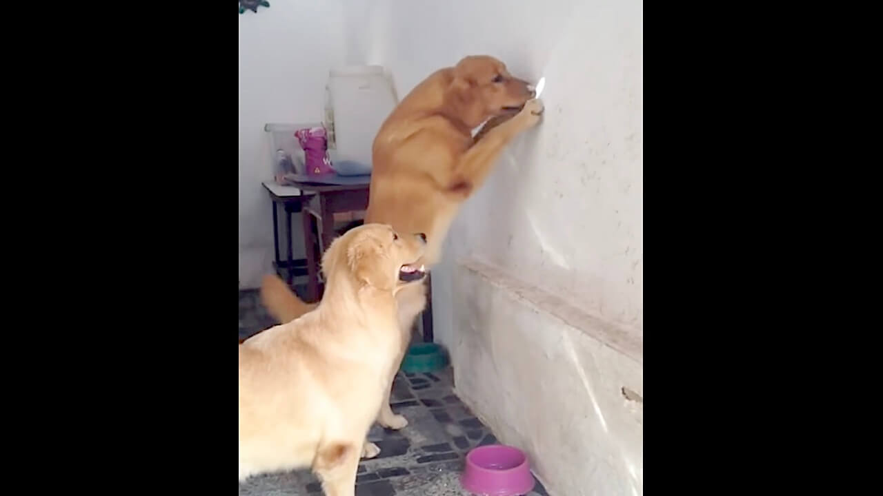 ラブラドールレトリーバー,動画