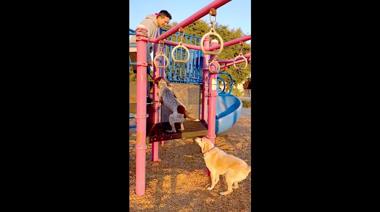 ラブラドールレトリーバー,動画