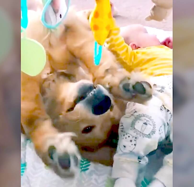 ゴールデンレトリーバー,動画