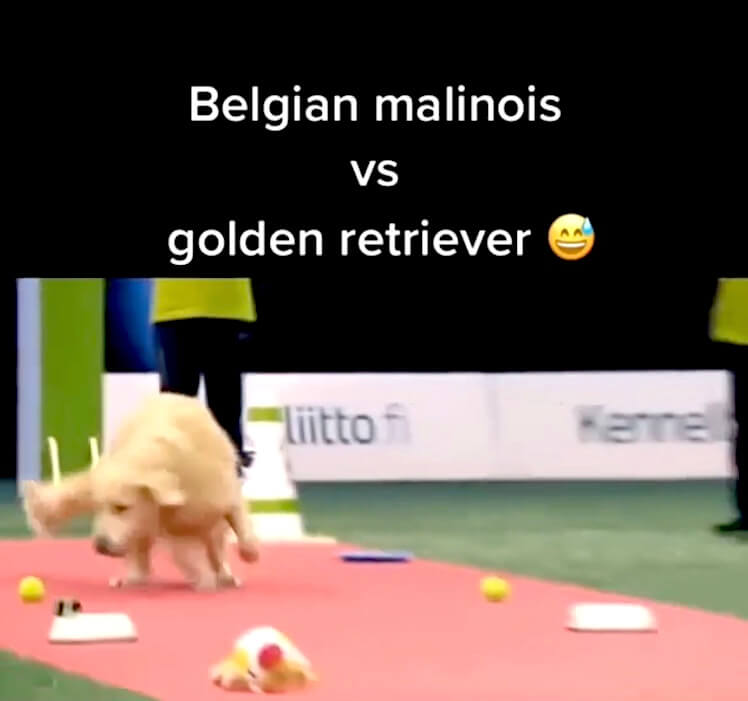 ゴールデンレトリーバー,動画