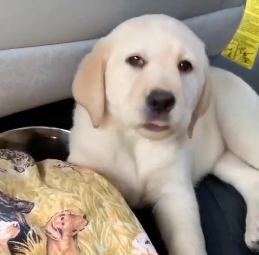 ラブラドールレトリーバー,動画