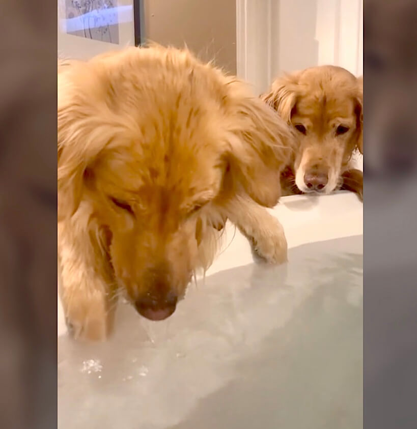 ゴールデンレトリーバー,動画