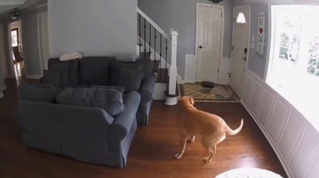 ゴールデンレトリーバー,動画